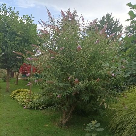Sobe Masa Konuk evi Subotica Dış mekan fotoğraf