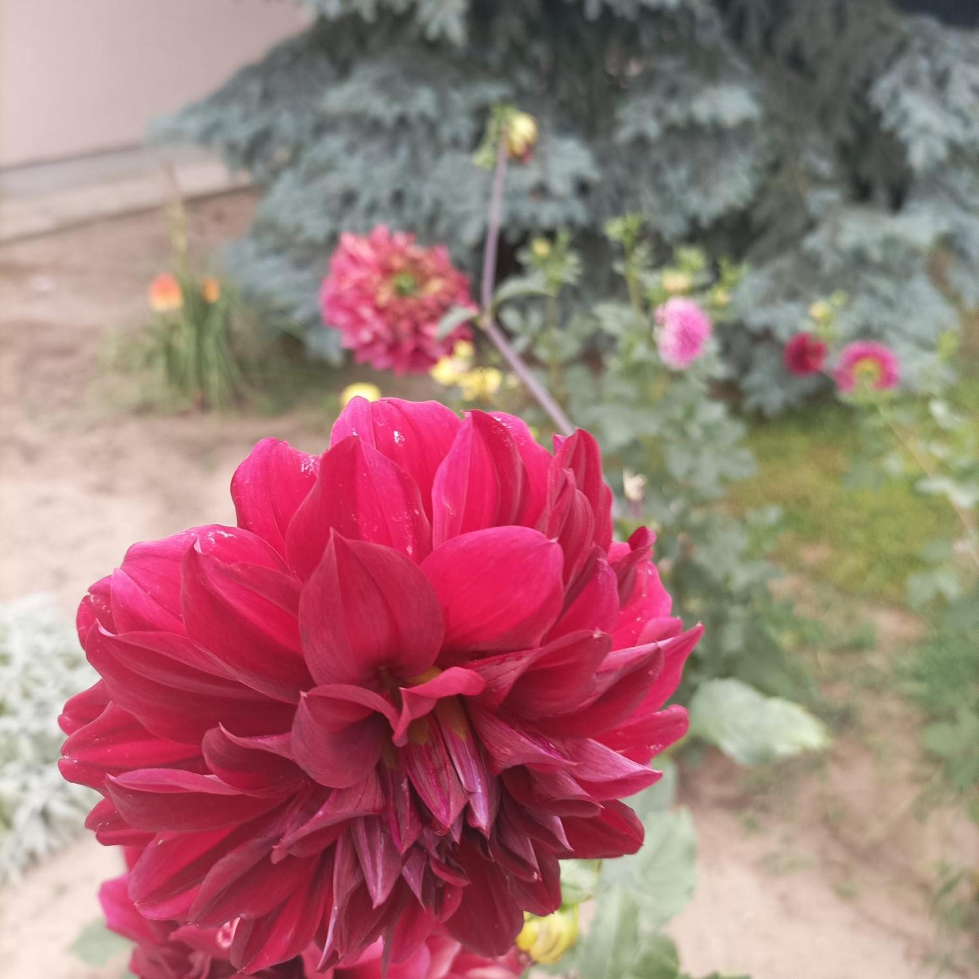 Sobe Masa Konuk evi Subotica Dış mekan fotoğraf