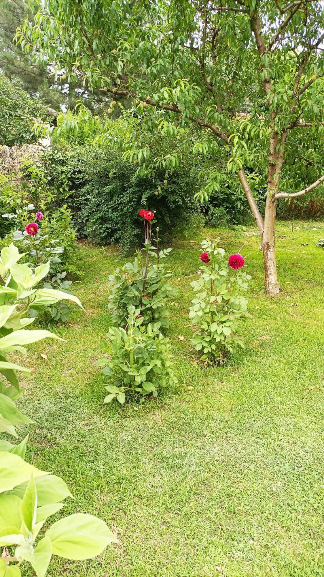Sobe Masa Konuk evi Subotica Dış mekan fotoğraf