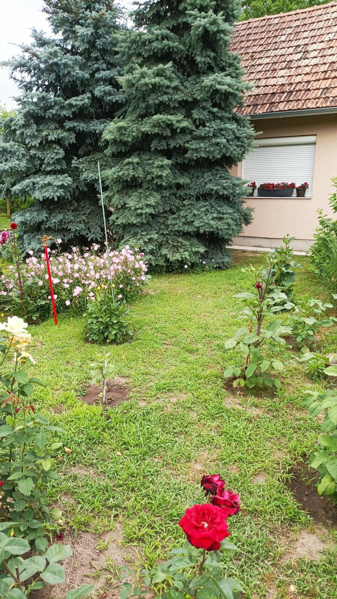 Sobe Masa Konuk evi Subotica Dış mekan fotoğraf
