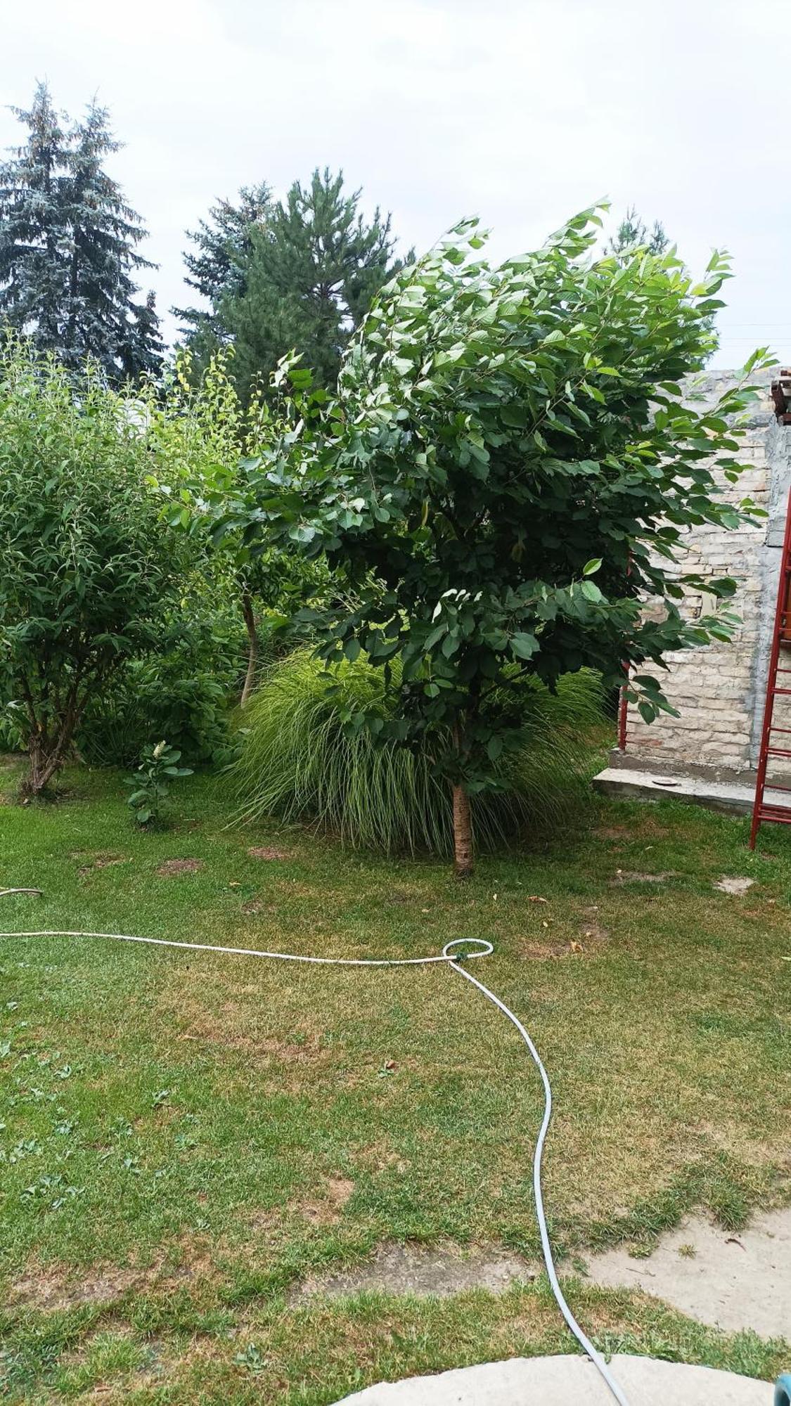 Sobe Masa Konuk evi Subotica Dış mekan fotoğraf